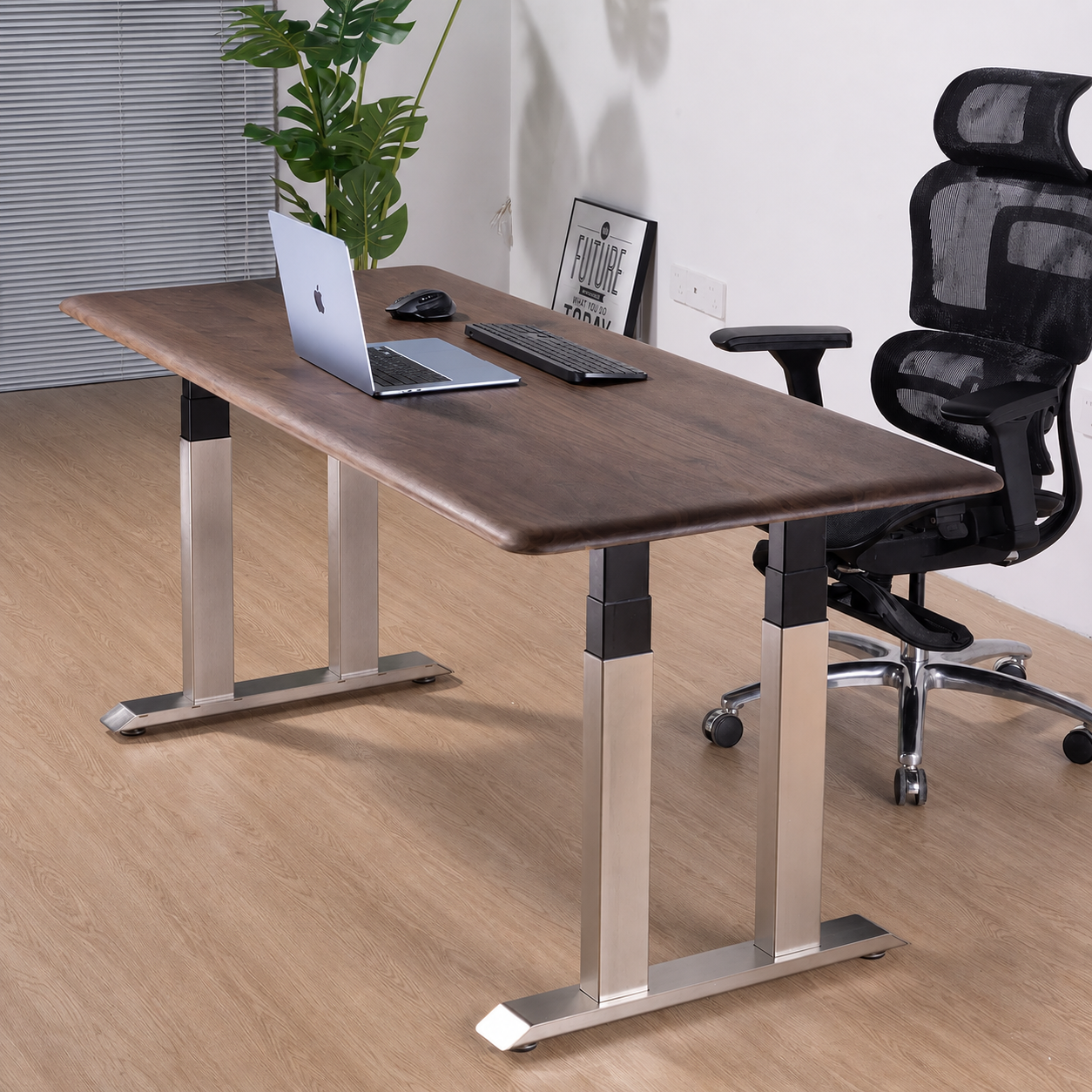 Solid Black Walnut Electric Standing Desk with Dual or Four Motors - Premium Series / Four Motor / 32 mm Top